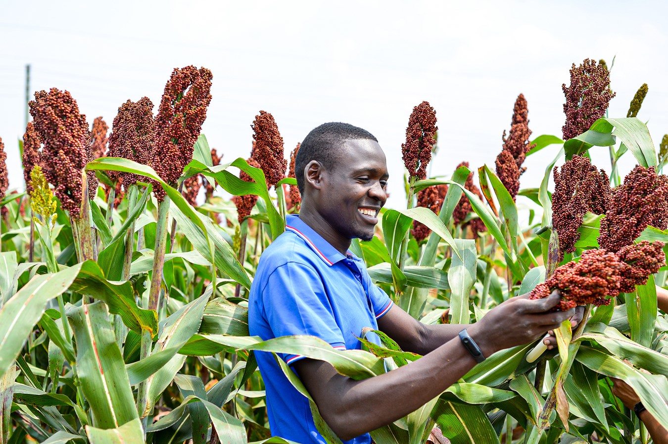 Quality agricultural produce from Frethiljoe Agriculture